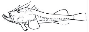 Familia Lophiidae.jpg